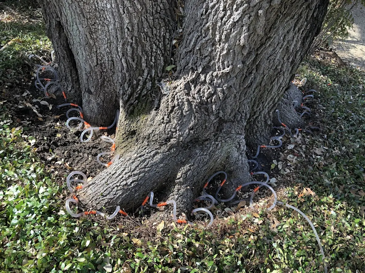 Detailed Tree Cabling and Bracing job site in South Mills