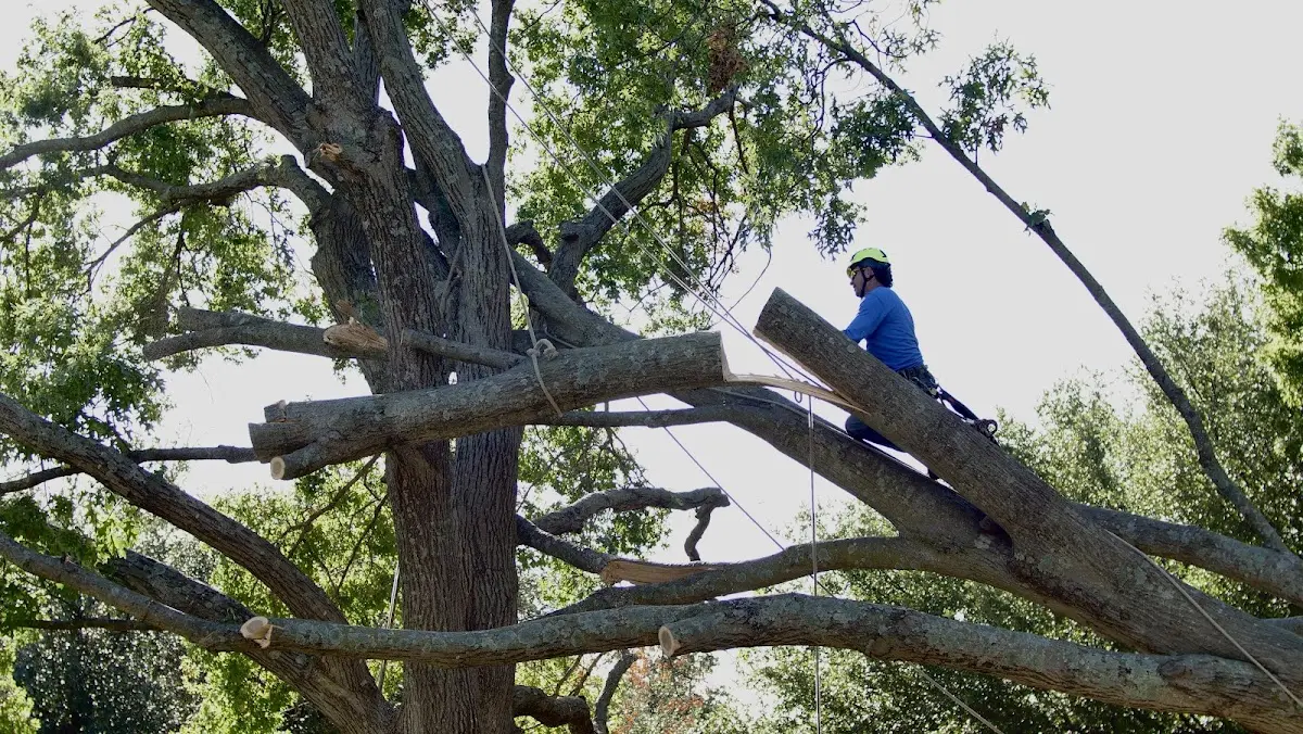 Professional Hazardous Tree Removal performed by certified arborists in South Mills